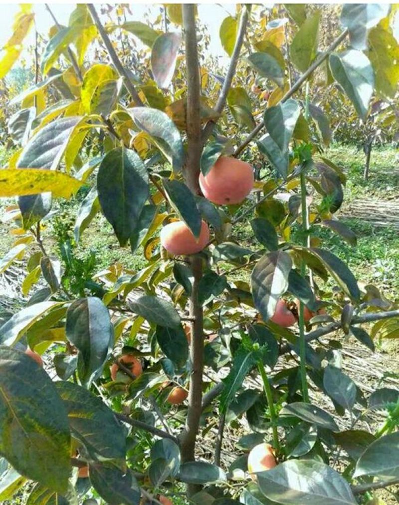 新中阳甜柿子苗