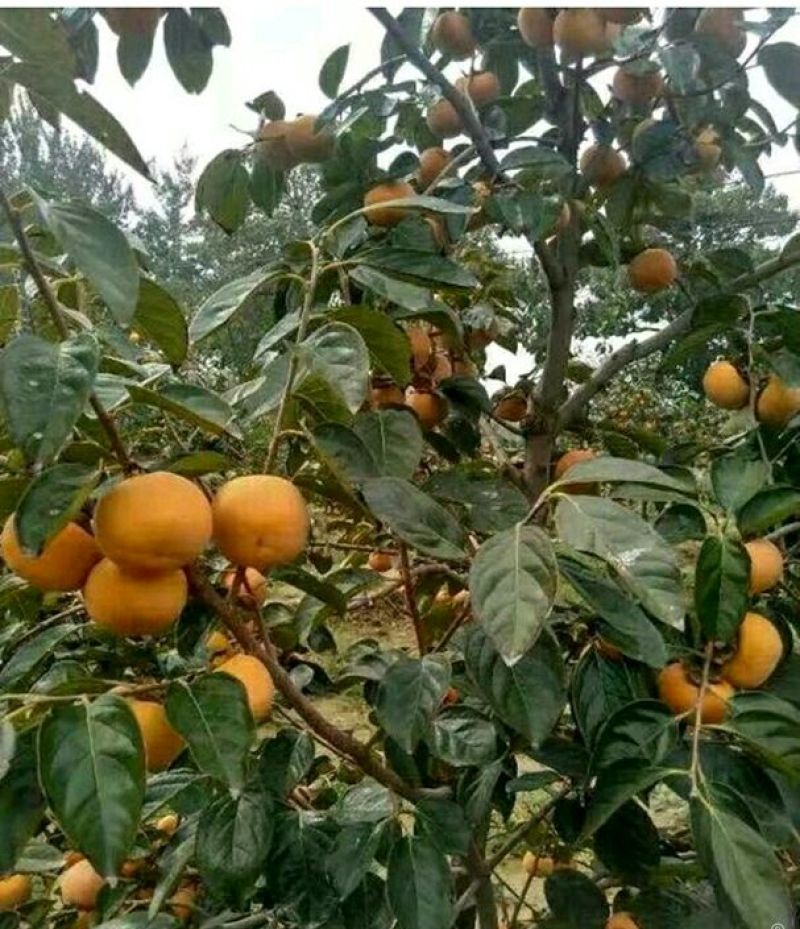 新中阳甜柿子苗