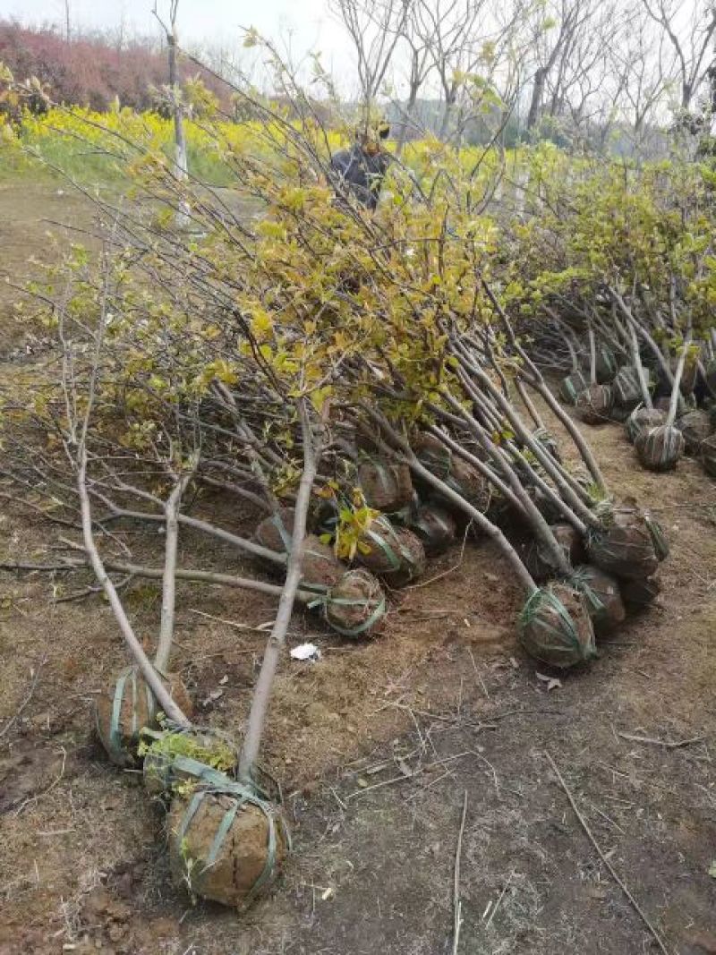 梨树4~6cm2.5~3米