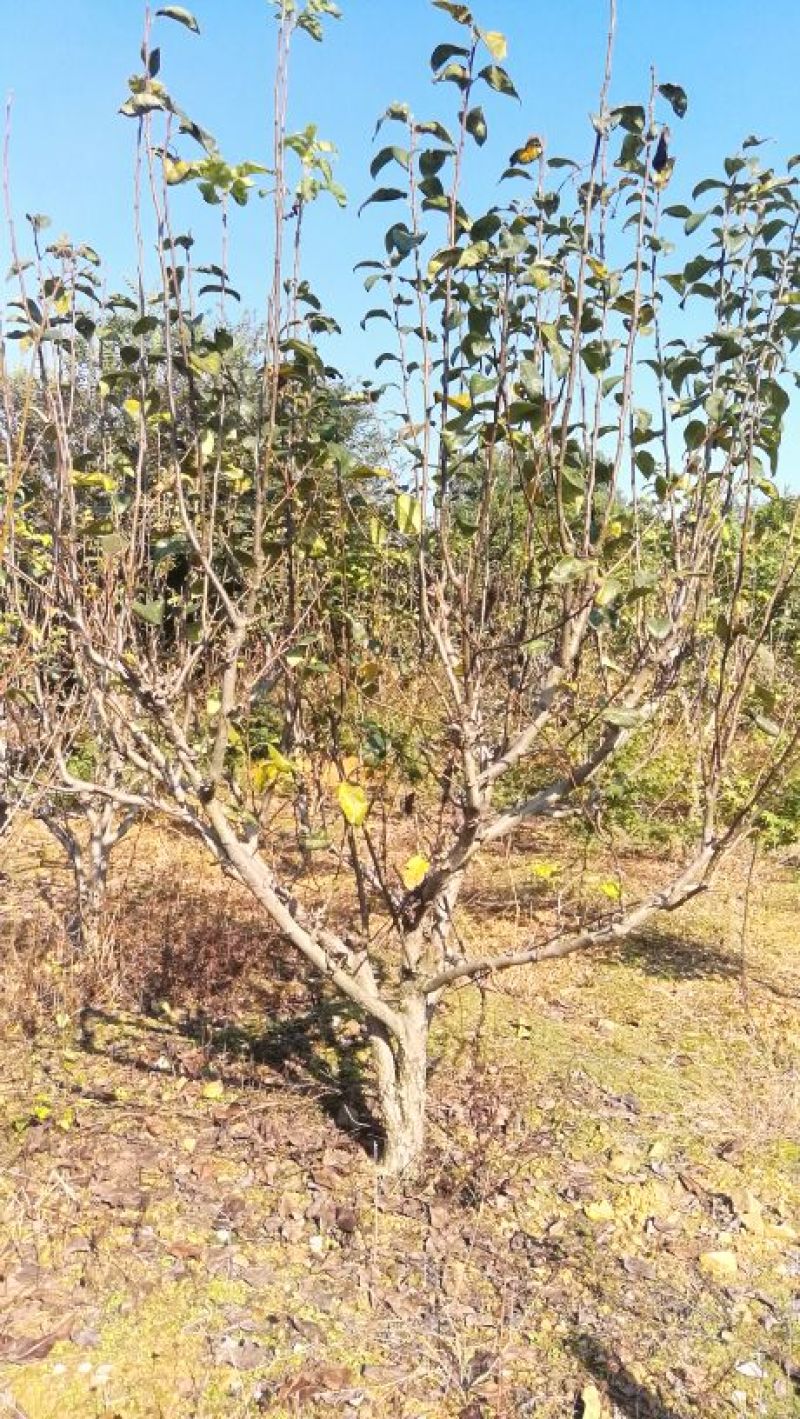 梨树6~8cm2.5~3米