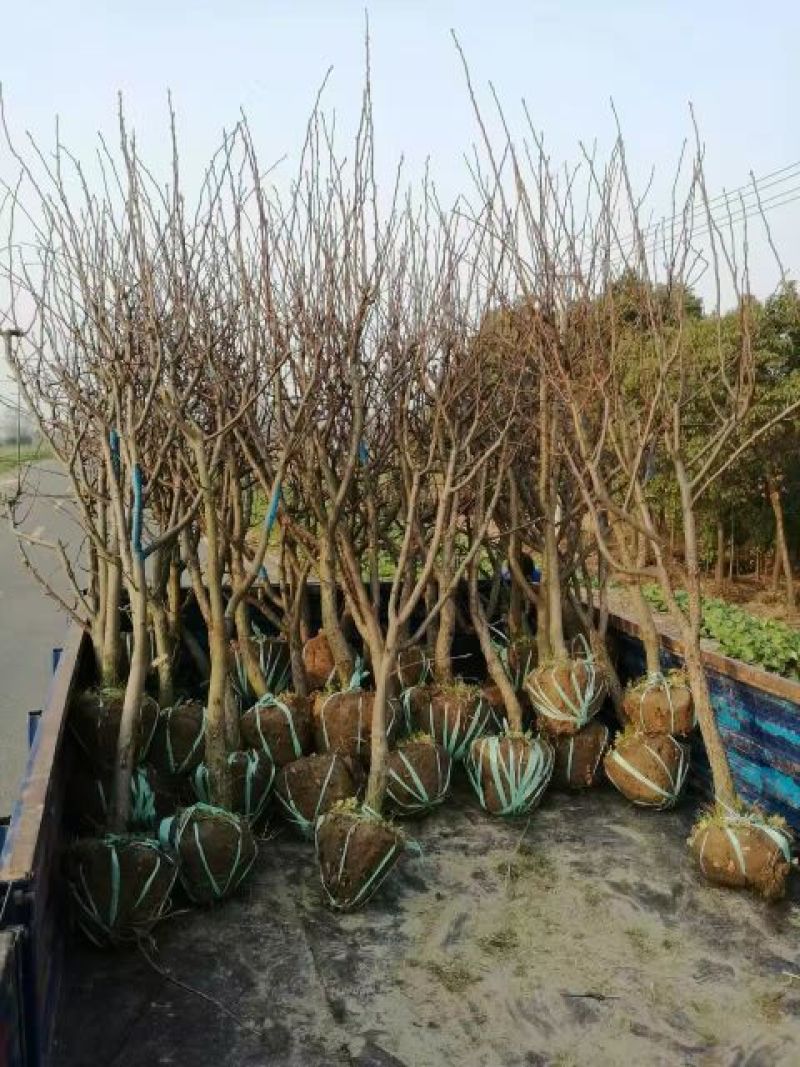 梨树6~8cm2.5~3米