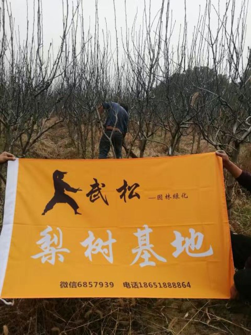 梨树6~8cm2.5~3米