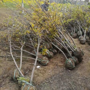 梨树6~8cm2.5~3米