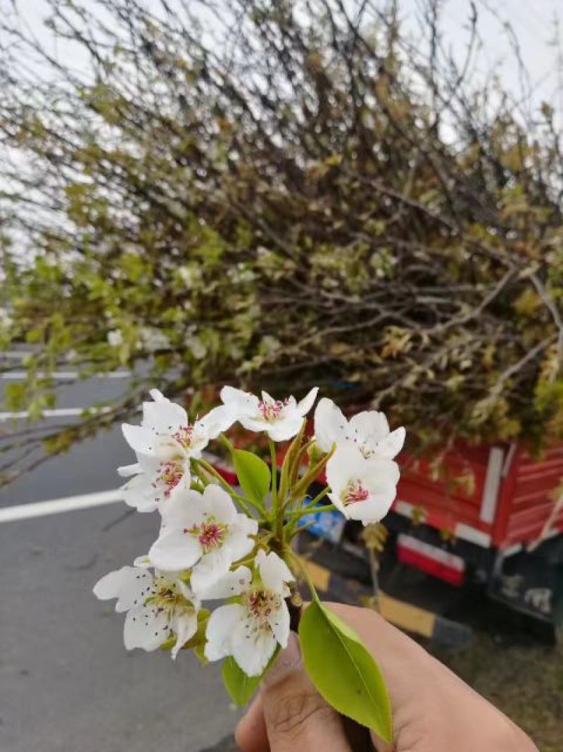 梨树8~10cm3.5~4米