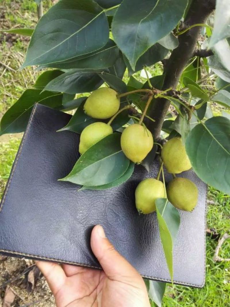 梨树8~10cm3.5~4米