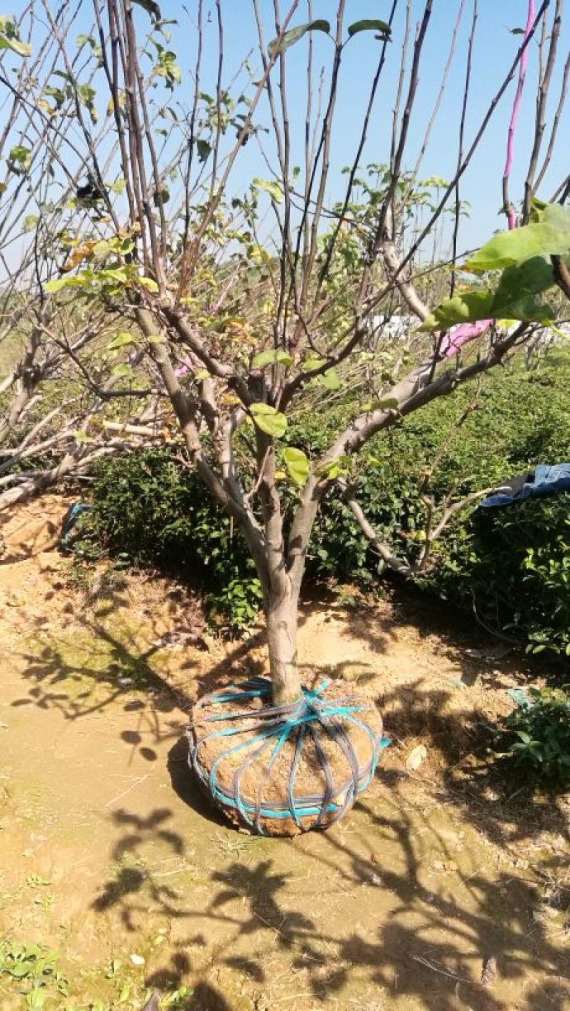 梨树8~10cm3.5~4米