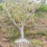 梨树10~12cm0.5~1米