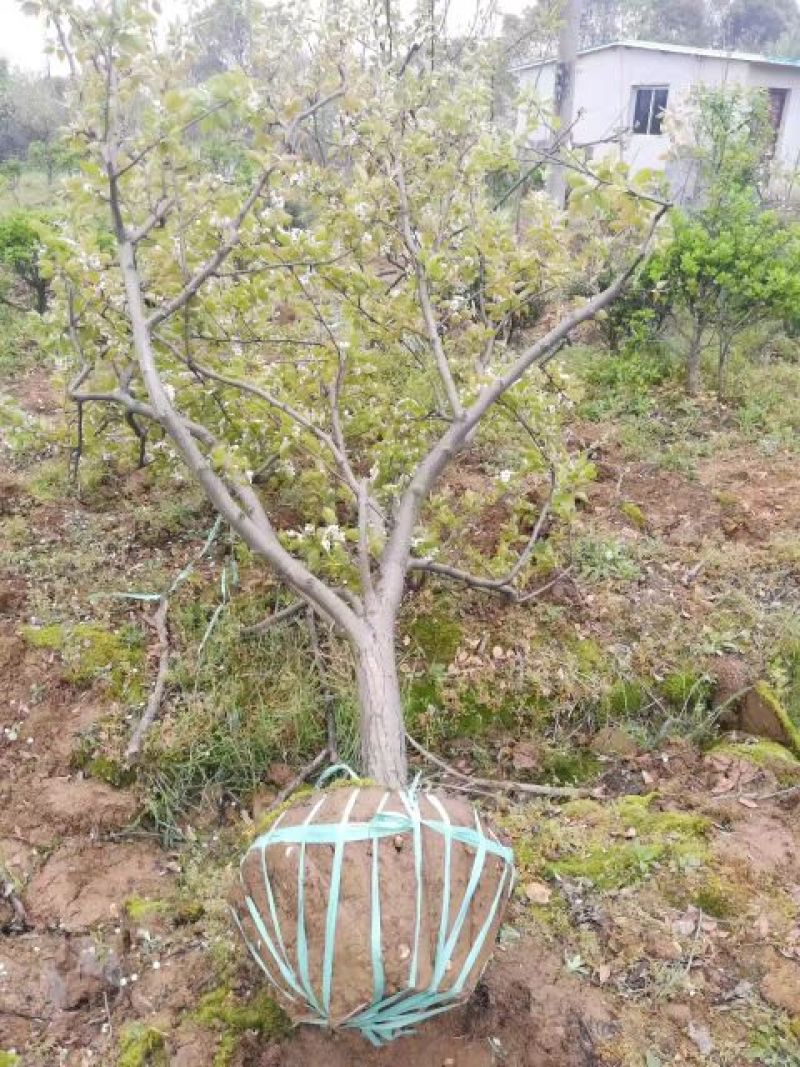 梨树10~12cm0.5~1米
