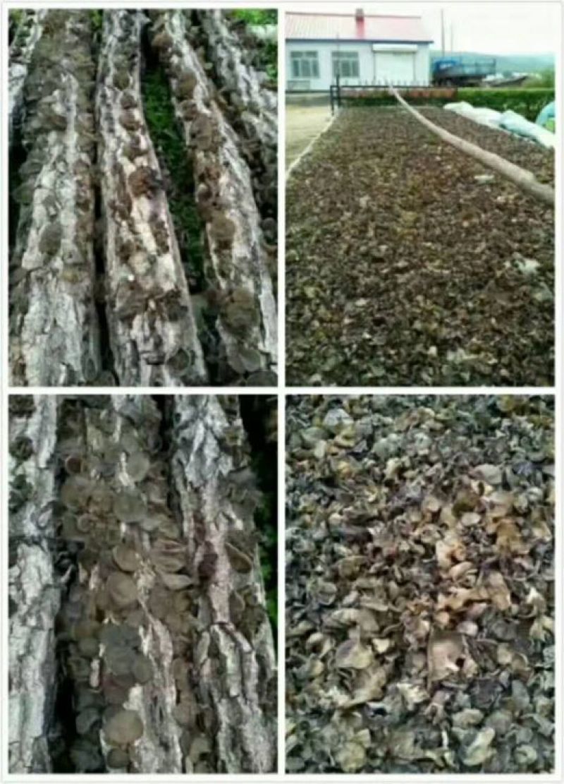 榛蘑一级