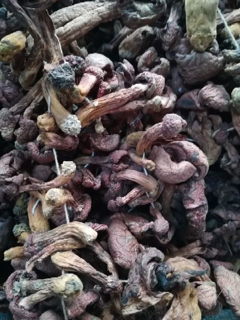 榛蘑一级