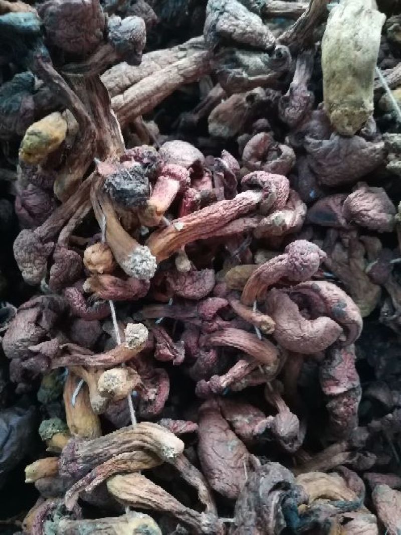 榛蘑一级