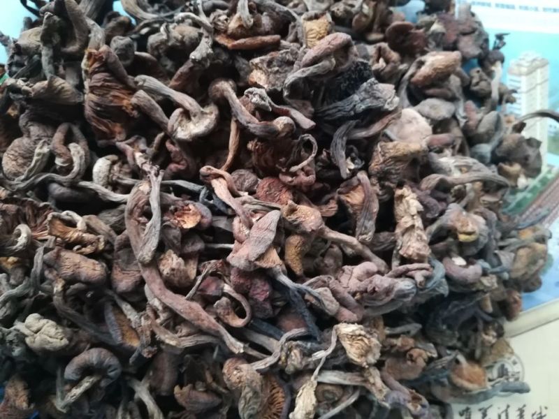 榛蘑一级