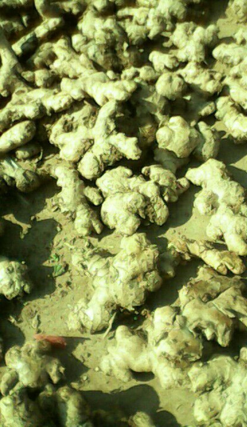 生姜4两以上水洗