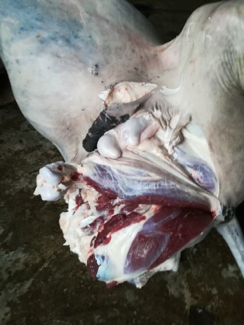驴肉鲜货