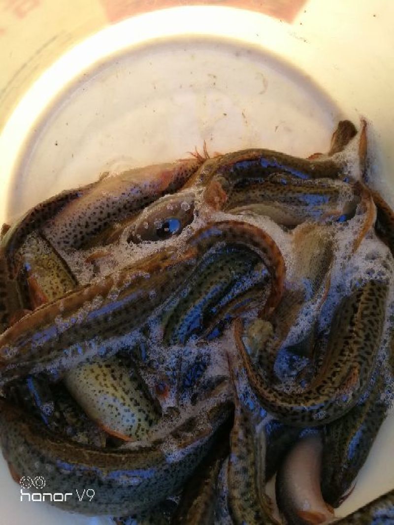 台湾泥鳅食用人工养殖10~15cm