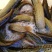 台湾泥鳅食用人工养殖10~15cm