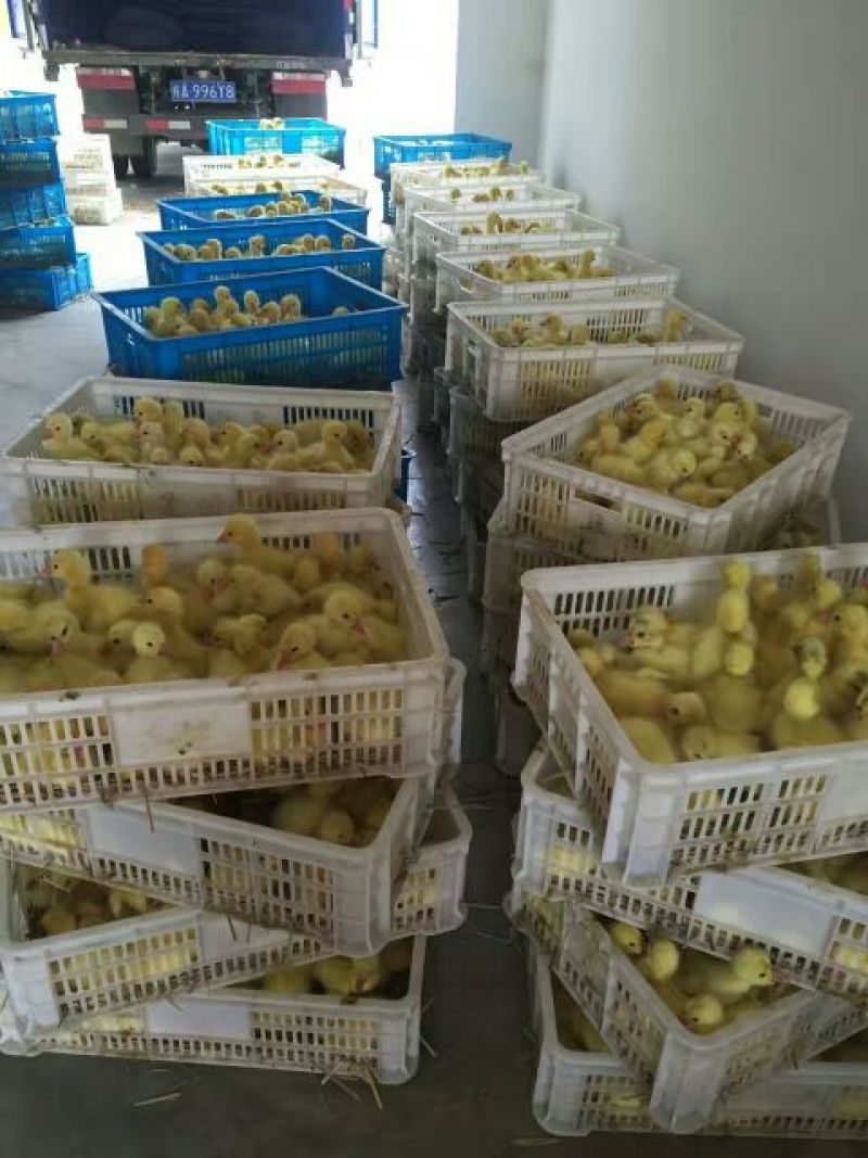 皖西白鹅苗250g以下