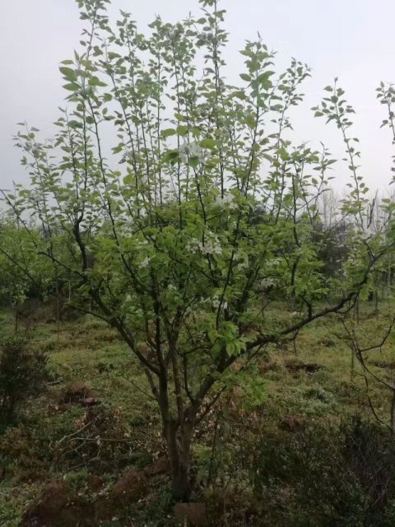 梨树10~12cm0.5米以下