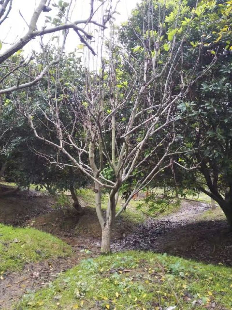 梨树12~14cm0.5米以下