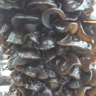 黑木耳一级