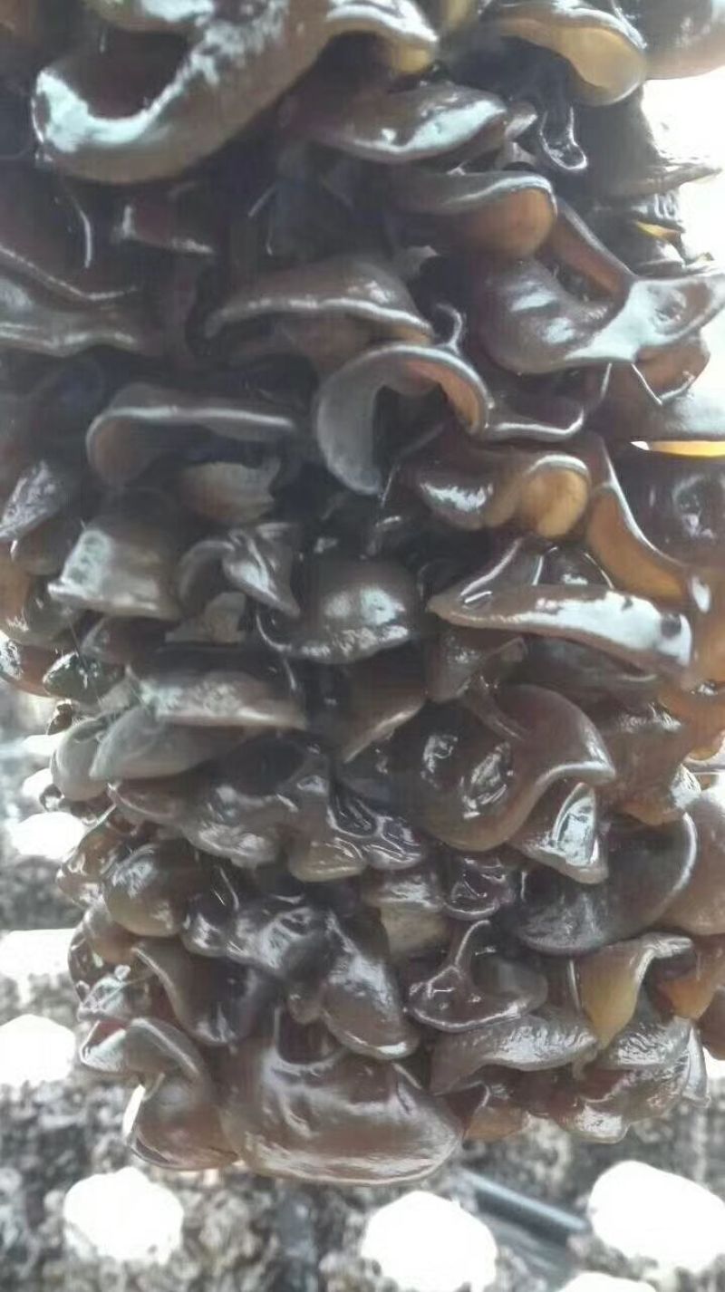 黑木耳一级