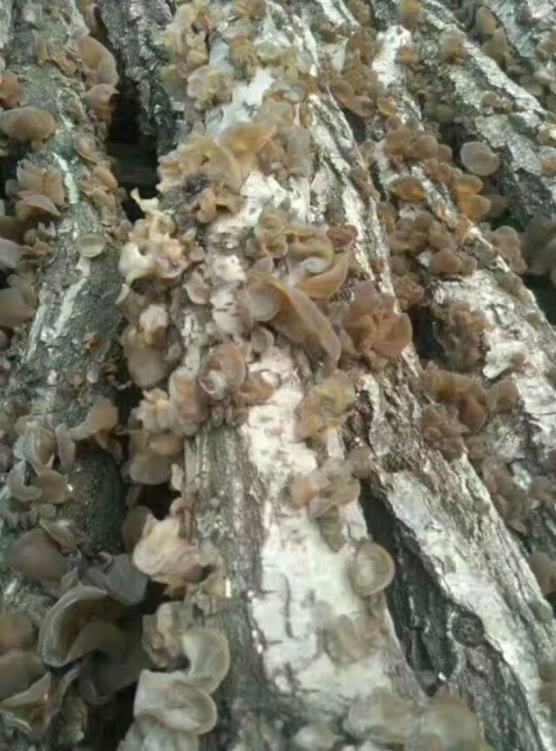 黑木耳一级