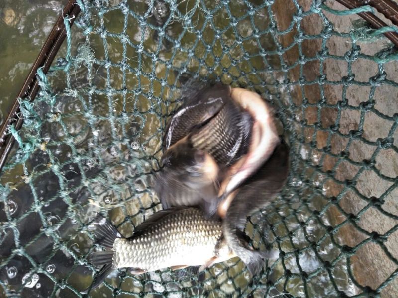 鲫鱼食用
