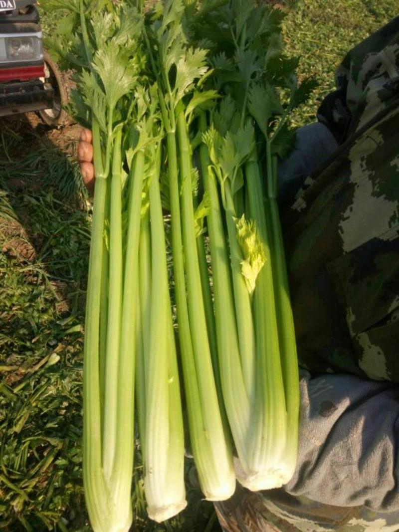 惠民法国皇后芹菜，有机芹菜，批发零售，三千斤起，0.4