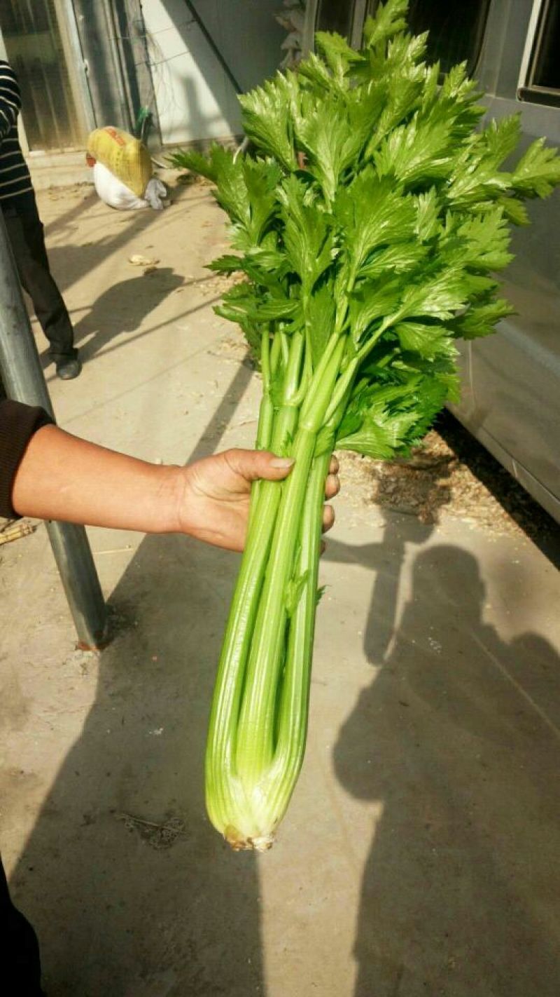 惠民法国皇后芹菜，有机芹菜，批发零售，三千斤起，0.4