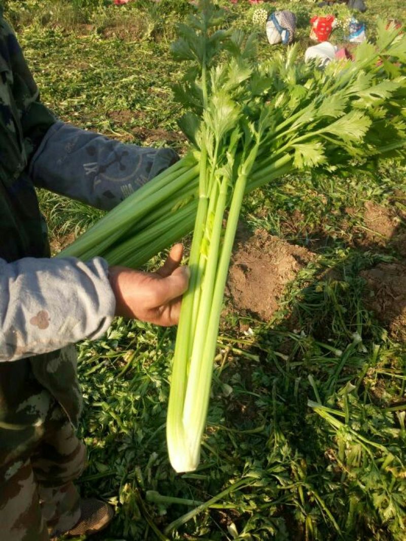 惠民法国皇后芹菜，有机芹菜，批发零售，三千斤起，0.4