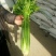 惠民法国皇后芹菜，有机芹菜，批发零售，三千斤起，0.4