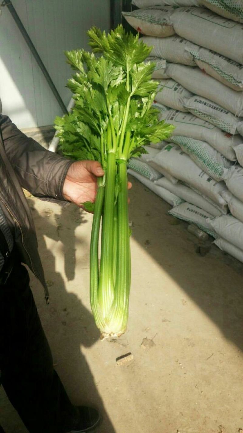 惠民法国皇后芹菜，有机芹菜，批发零售，三千斤起，0.4