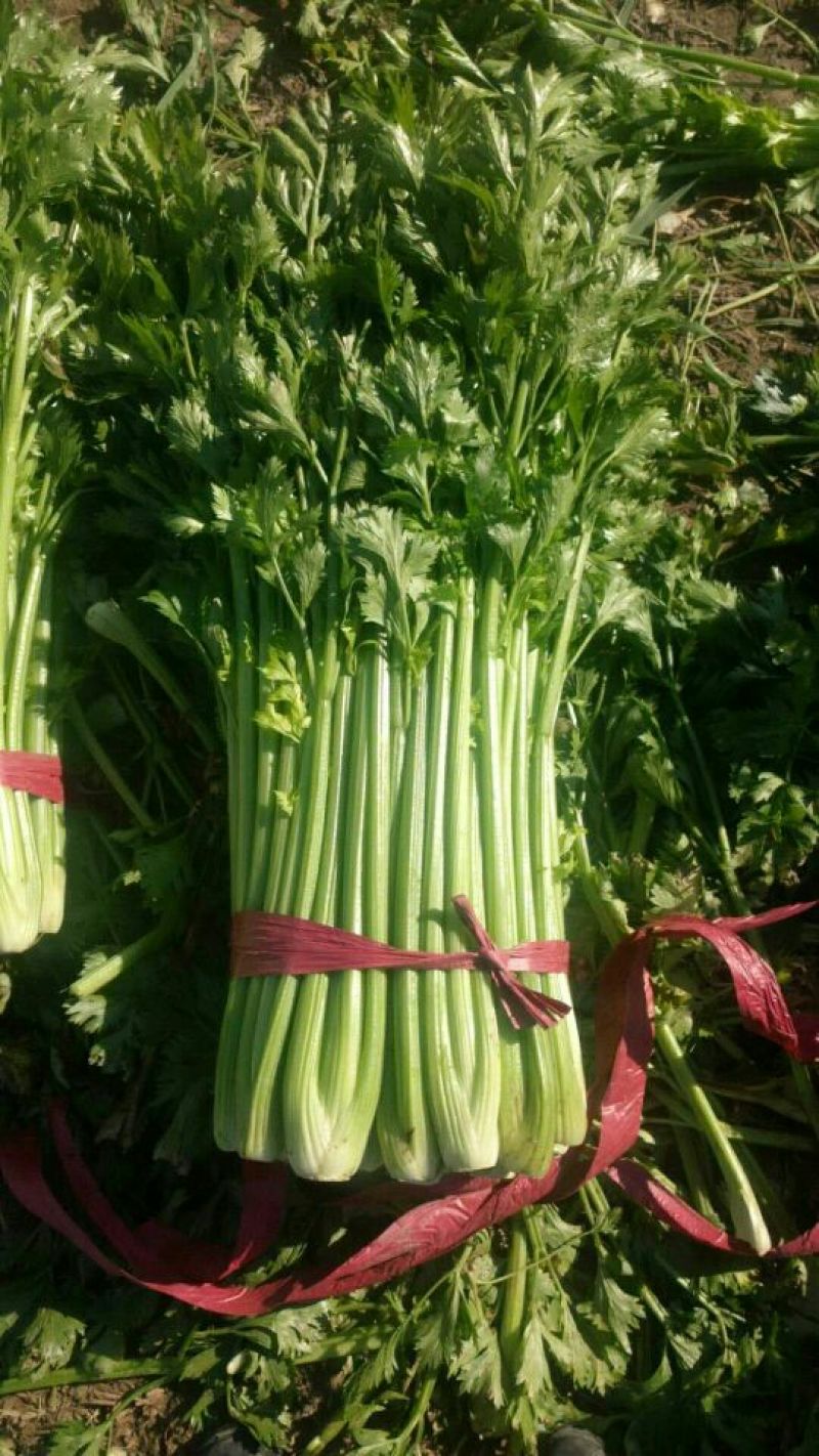 惠民法国皇后芹菜，有机芹菜，批发零售，三千斤起，0.4