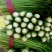惠民法国皇后芹菜，有机芹菜，批发零售，三千斤起，0.4