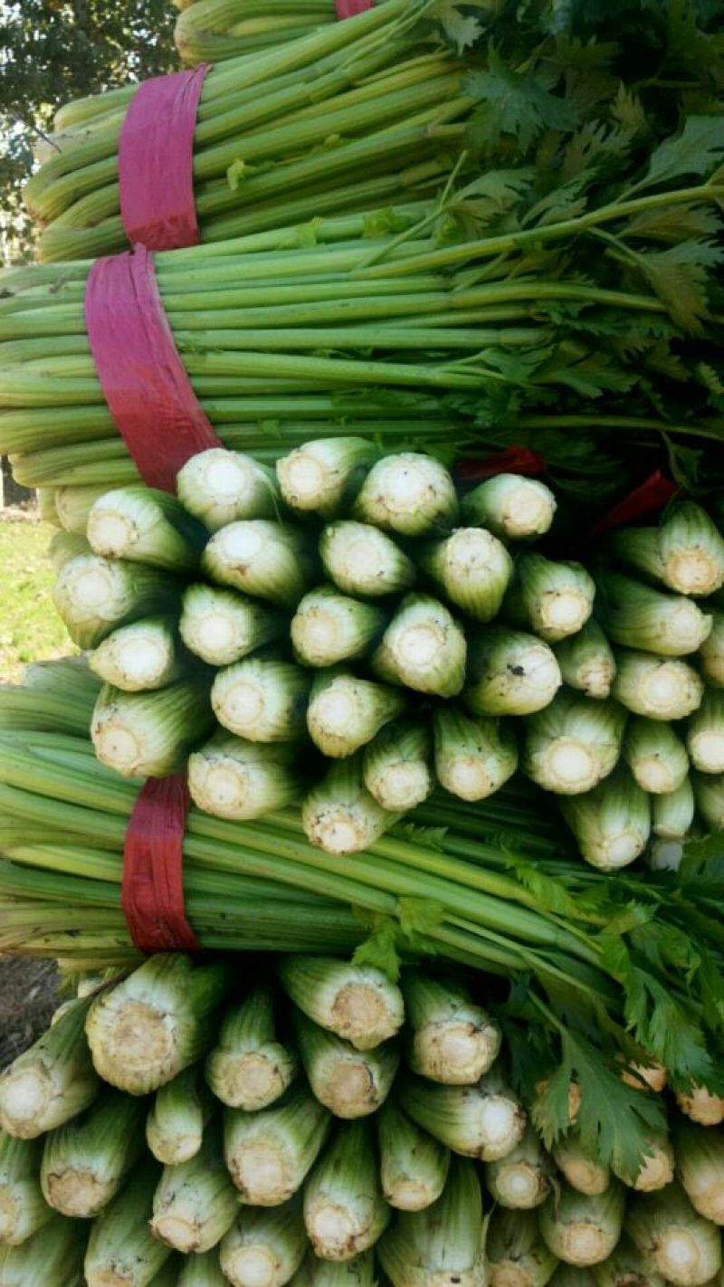 惠民法国皇后芹菜，有机芹菜，批发零售，三千斤起，0.4