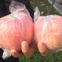红富士苹果70mm以上膜袋品质好甜度高货发全国
