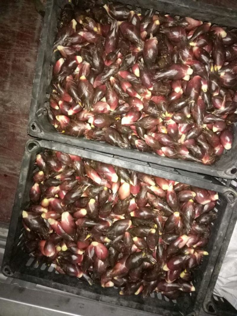 洋荷姜2两以上带土
