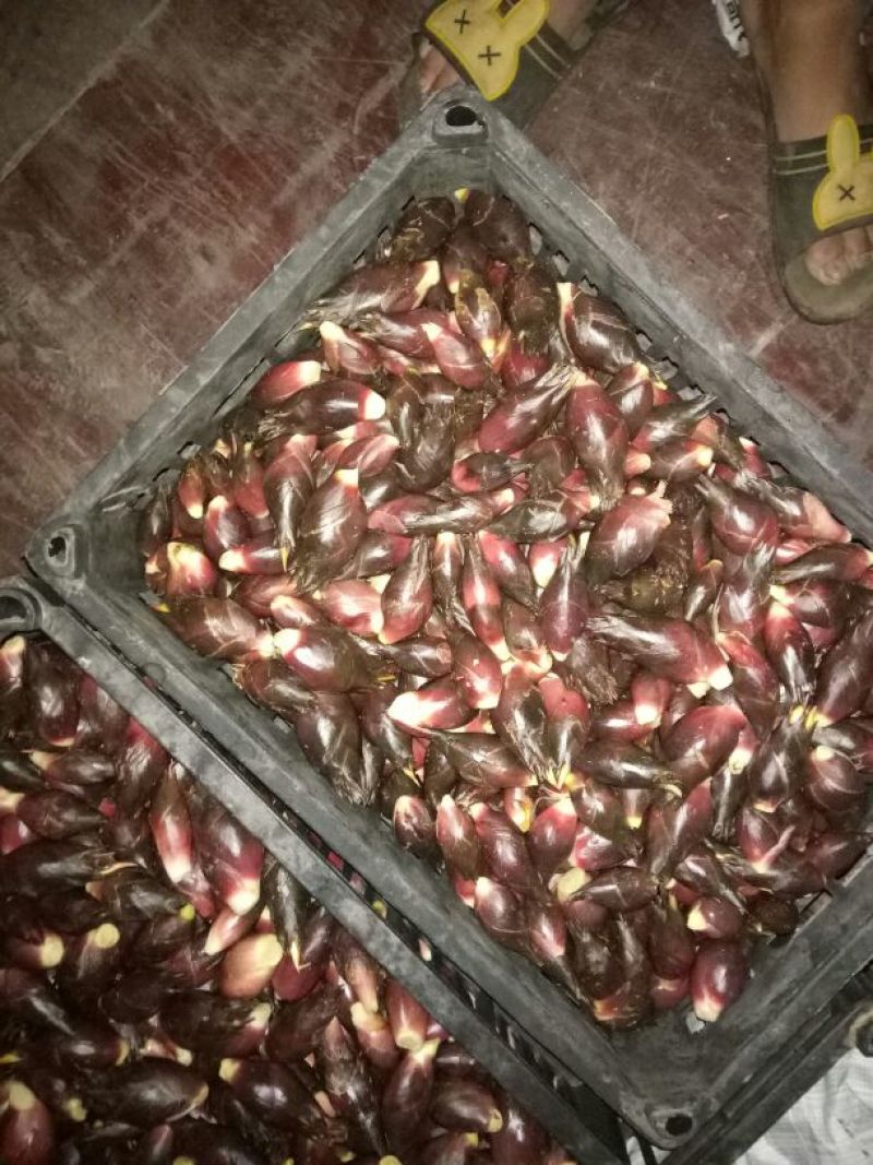 洋荷姜2两以上带土