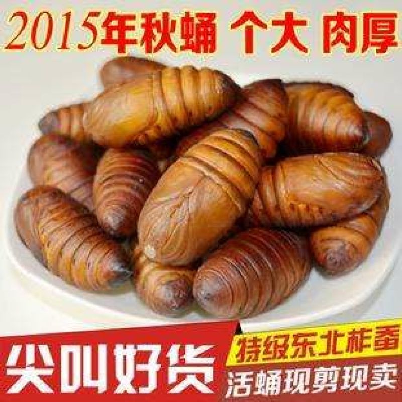 茧蛹