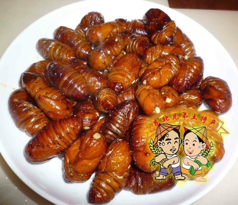 茧蛹