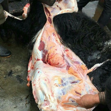 牛肉干牦牛肉鲜肉