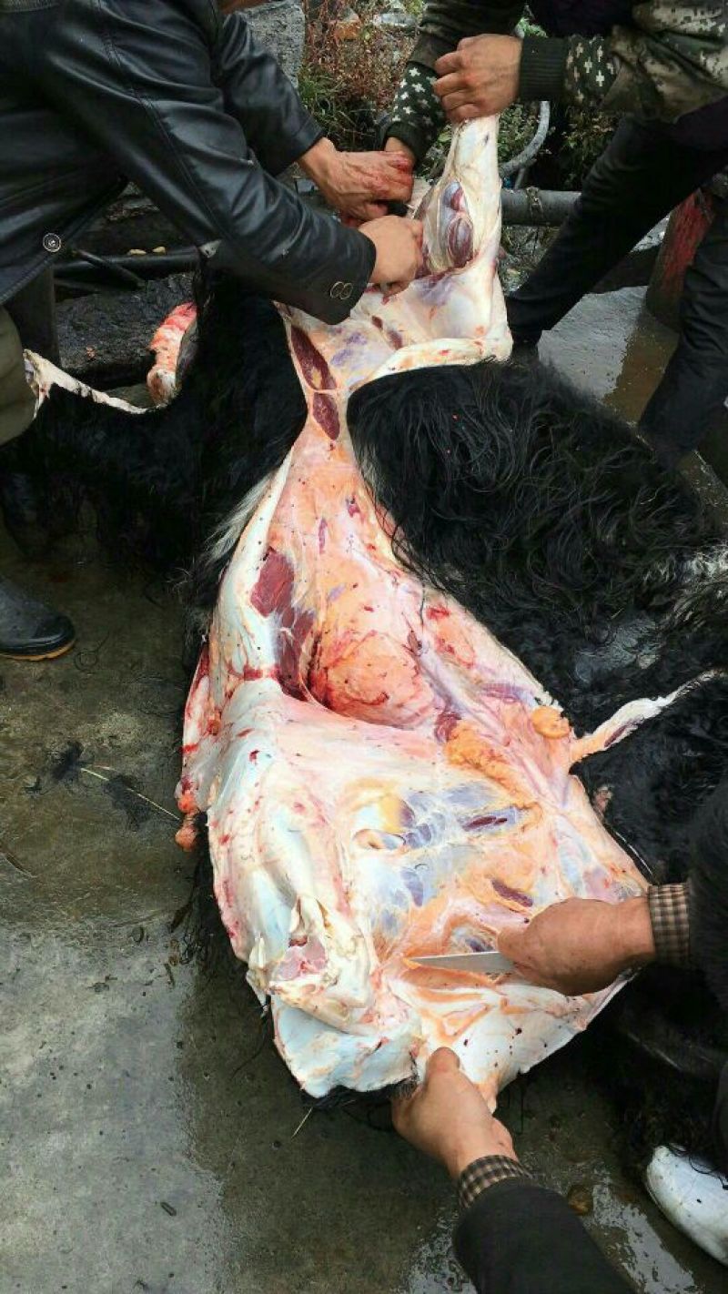 牛肉干牦牛肉鲜肉