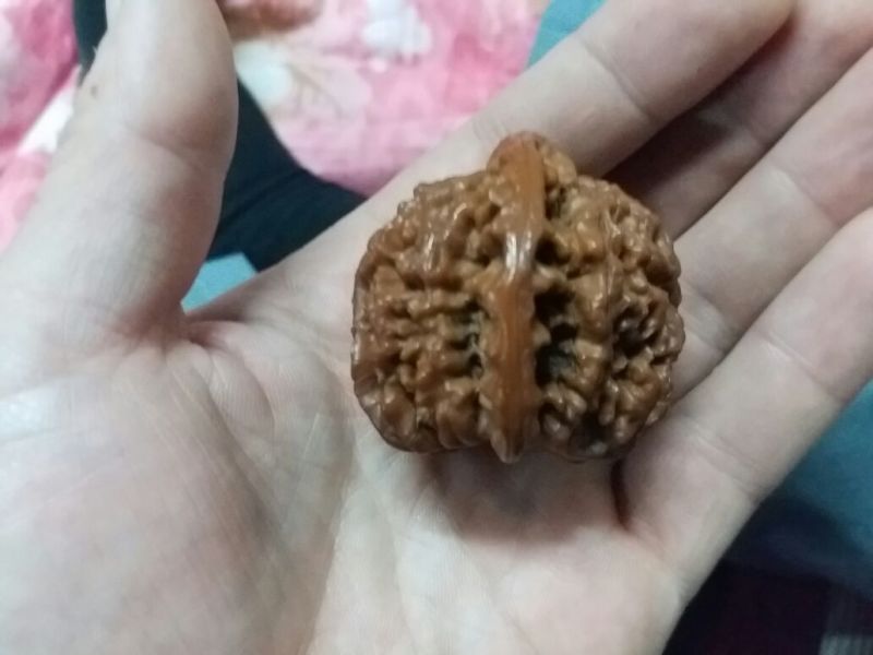麻核桃去皮40mm以上干