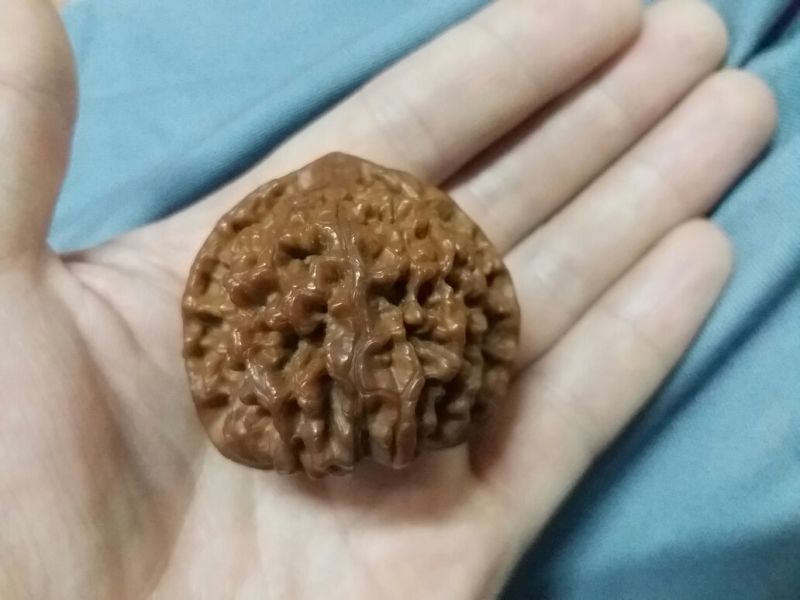 麻核桃去皮40mm以上干