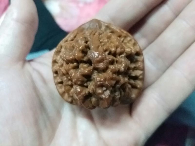 麻核桃去皮40mm以上干