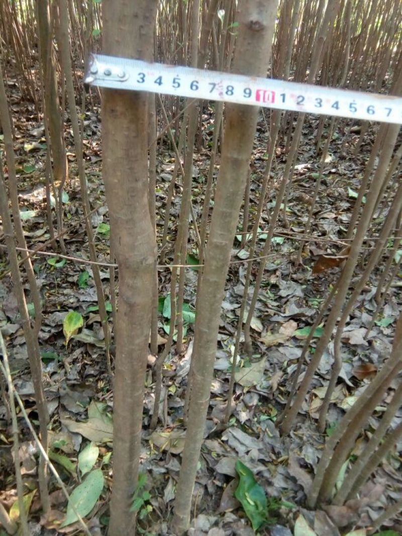大叶女贞4cm以下