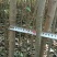 大叶女贞4cm以下