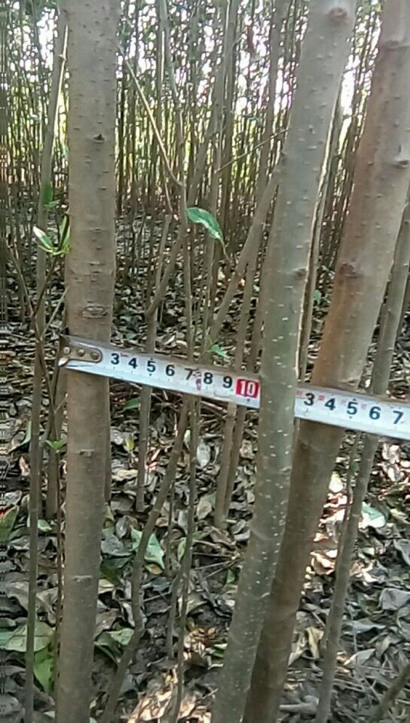 大叶女贞4cm以下