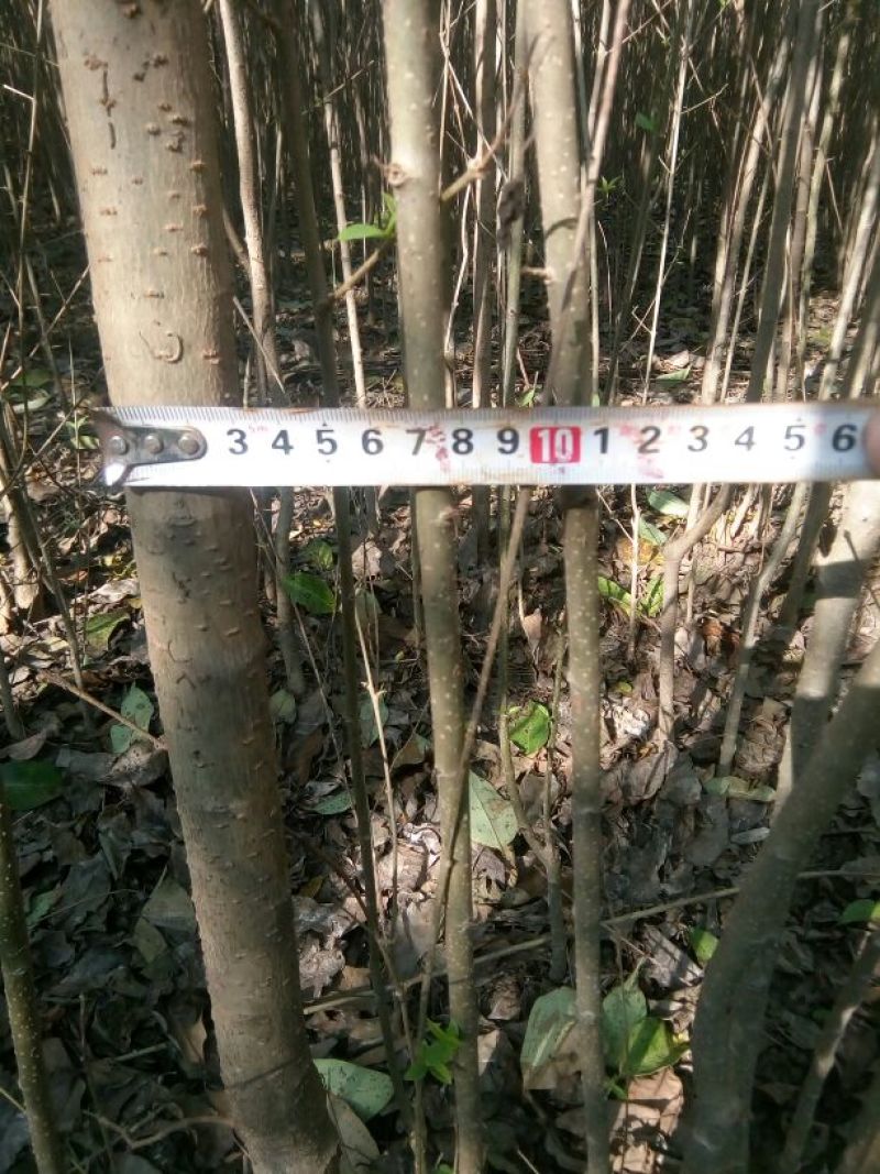 大叶女贞4cm以下