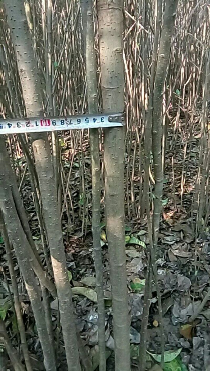 大叶女贞4cm以下